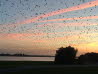 Sonnenuntergang mit V�geln